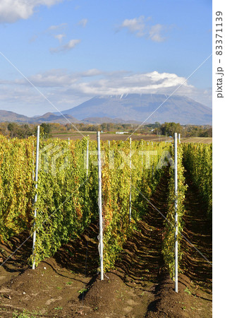 北海道洞爺湖町で収穫間近の長芋畑の風景を撮影 83371139