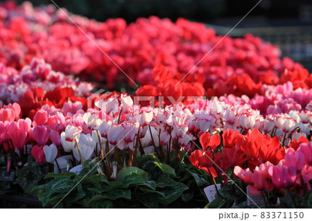 シクラメン　クリスマスフラワー　ガーデンシクラメン 83371150