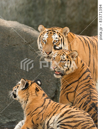 アムールトラの親子 アムールトラの親子 83371394