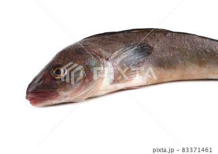 Sea bass Sea bass 83371461