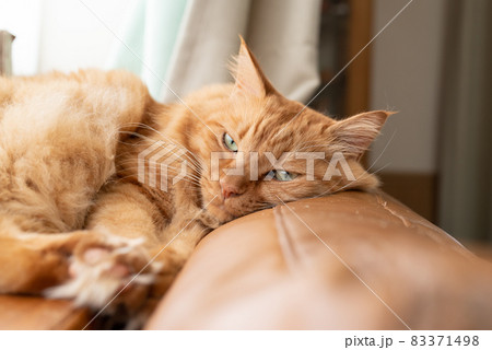 くつろぐ猫 茶トラ猫 くつろぐ猫 茶トラ猫 83371498