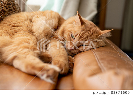 くつろぐ猫　茶トラ猫 83371609