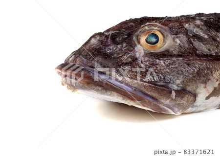 Goby fish portrait isolated on white 83371621
