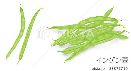 インゲン豆のイラスト 83371710