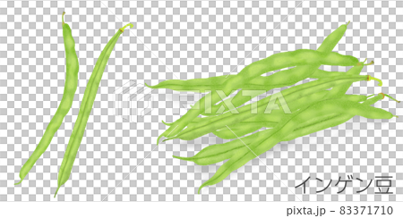 インゲン豆のイラスト 83371710