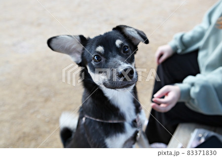 犬 子犬 ペット 83371830