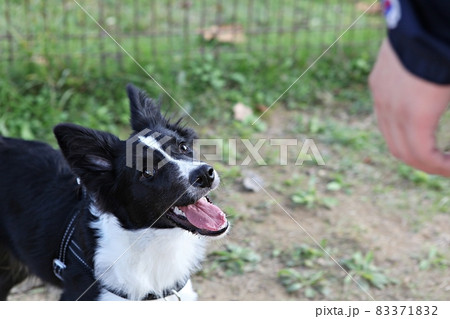 犬 子犬 ペット 83371832