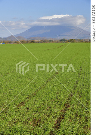 北海道洞爺湖町で芽が出たばかりの秋まき小麦の畑の風景を撮影 83372150