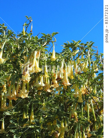 青空の下、白いベル型の花咲く樹木 オーストラリア ビクトリア州モーニントン半島ソレント 青空の下、白いベル型の花咲く樹木 オーストラリア ビクトリア州モーニントン半島ソレント 83372321