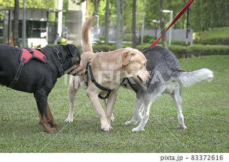 Dogs in the field, greeting one another Dogs in the field, greeting one another 83372616