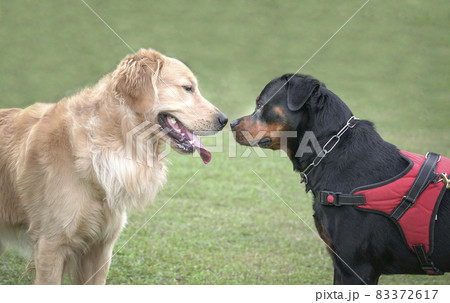Dog Golden Retriever meeting Rottweiler. Dog Golden Retriever meeting Rottweiler. 83372617