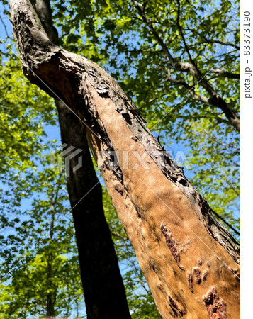 皮が剥がれた木の幹 皮が剥がれた木の幹 83373190
