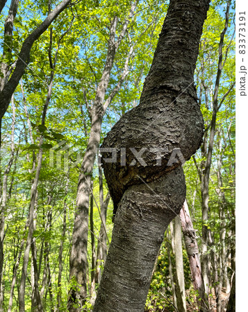 変な形の木の幹 変な形の木の幹 83373191