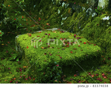 【京都】竹の寺 地蔵院の竹林と紅葉 【京都】竹の寺 地蔵院の竹林と紅葉 83374038