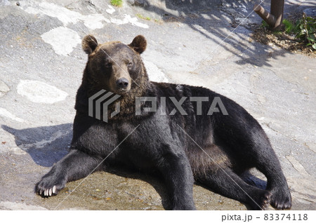 のぼりべつクマ牧場のヒグマ 83374118
