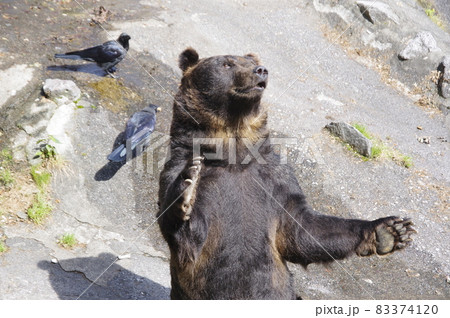 のぼりべつクマ牧場のヒグマ 83374120