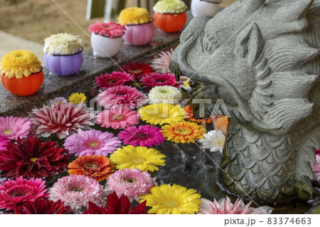 千葉県 鎌数伊勢大神宮 鮮やかな花手水 千葉県 鎌数伊勢大神宮 鮮やかな花手水 83374663