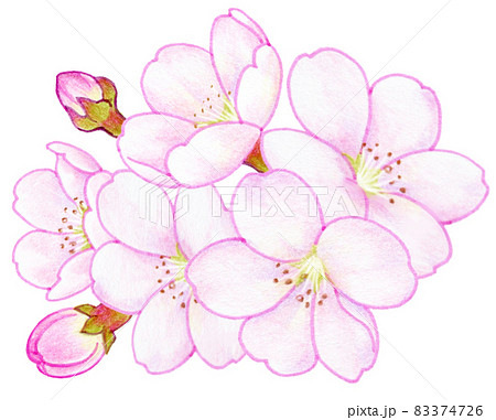 春の桜の色鉛筆画イラストのイラスト素材