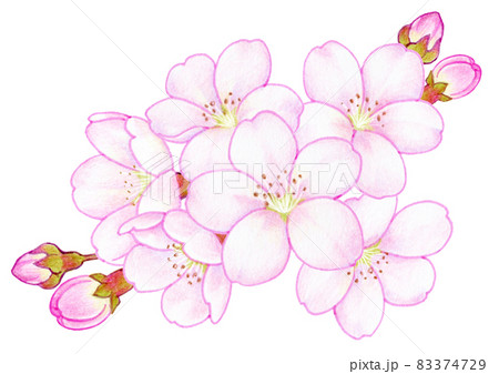 春の桜の色鉛筆画イラスト 83374729