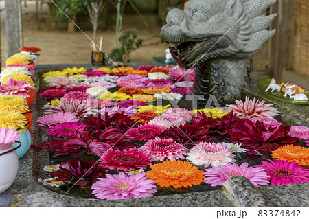 千葉県　鎌数伊勢大神宮　鮮やかな花手水 83374842