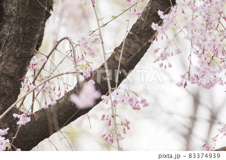 東京　善福寺公園　しだれ桜の薄紅色の世界【花・植物】 83374939
