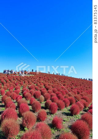秋の紅葉のコキア ( ひたち海浜公園 ) 83375145