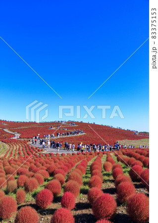 秋の紅葉のコキア ( ひたち海浜公園 ) 83375153