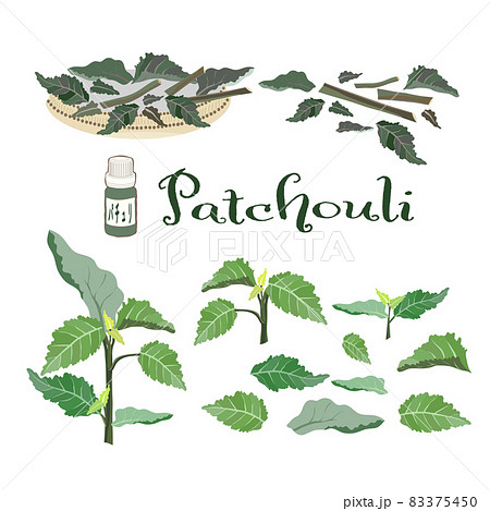 パチュリのイラスト素材 精油 アロマのイラスト素材