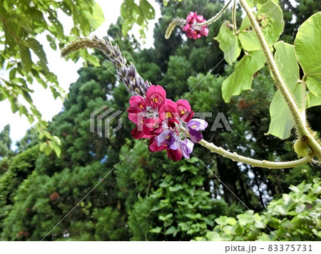 クズの花(秋田市) クズの花(秋田市) 83375731
