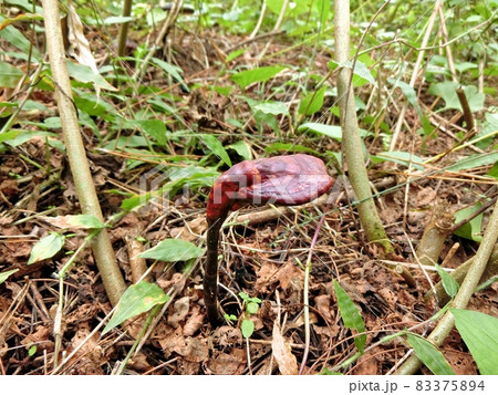 マゴジャクシ(秋田県大潟村)松の切株付近から生えていた。 マゴジャクシ(秋田県大潟村)松の切株付近から生えていた。 83375894