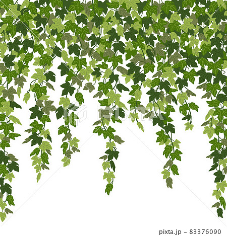 Ivy curtain, green creeper vines isolated on white background. Vector illustration in flat cartoon style 83376090