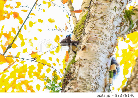 Portrait of Eurasian red squirrel climbing on tree on an Autumn day 83376146