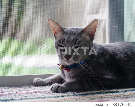 cute short hair young asian kitten grey and black stripes home cat relaxing lazy on wooden floor portrait shot selective focus blur background cute short hair young asian kitten grey and black stripes home cat relaxing lazy on wooden floor portrait shot selective focus blur background 83376540