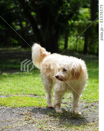 lovely hairy white cute dog looks like small terrier breed on green grass garden floor relaxing outdoor portraits closeup makes funny face with blur authentic  environment background 83376575