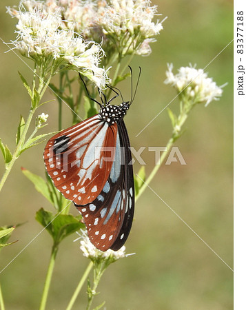 フジバカマの花で吸蜜する「アサギマダラ」オス フジバカマの花で吸蜜する「アサギマダラ」オス 83377188