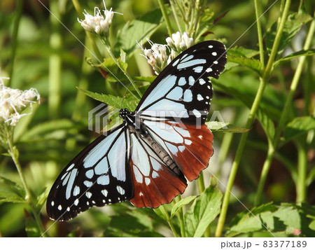 フジバカマの花で吸蜜する「アサギマダラ」メス フジバカマの花で吸蜜する「アサギマダラ」メス 83377189