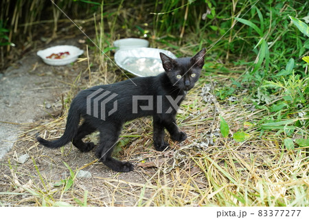 野良猫お母さんと猫じゃらしで遊ぶ可愛い子猫達 野良猫お母さんと猫じゃらしで遊ぶ可愛い子猫達 83377277