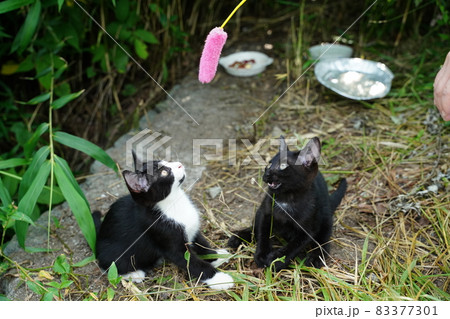 野良猫お母さんと猫じゃらしで遊ぶ可愛い子猫達 83377301