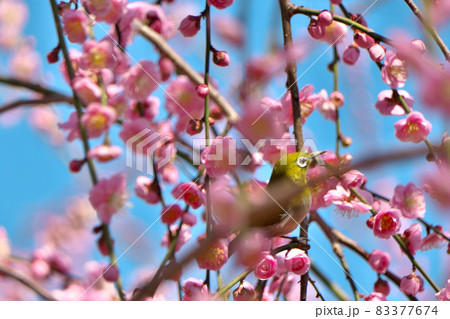 美味しそうな梅の花を探し回るメジロが一羽、城南宮神苑にやってきた 美味しそうな梅の花を探し回るメジロが一羽、城南宮神苑にやってきた 83377674
