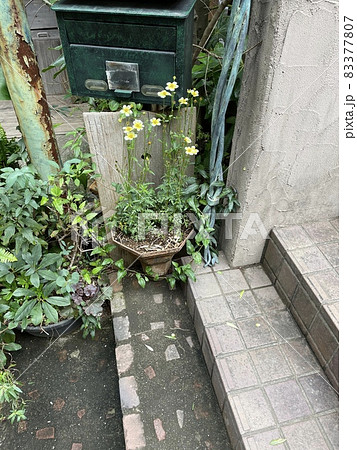 緑のポストと黄色いコスモス 階段 緑のポストと黄色いコスモス 階段 83377807