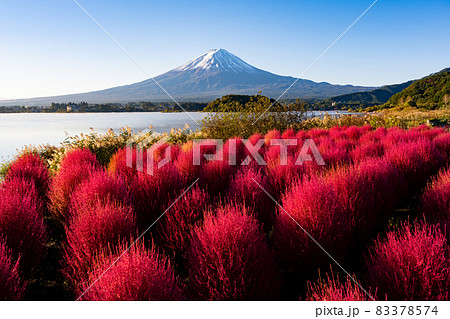 河口湖 大石公園のコキアと富士山の写真素材