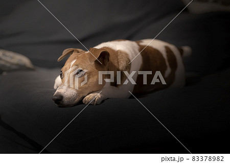 ソファーで休む犬 ソファーで休む犬 83378982