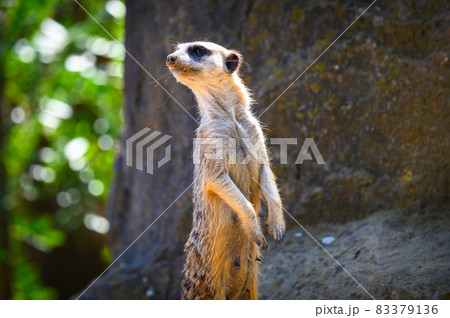 Alert meerkat also known as Suricata suricatta standing on guard 83379136
