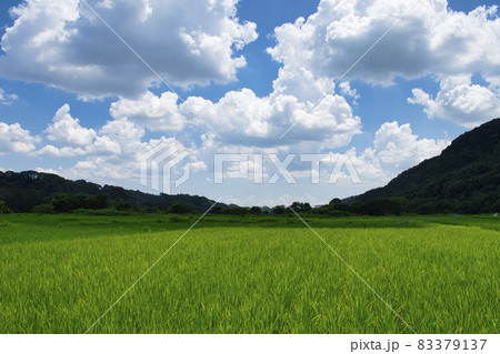 【相模原市】相模川大島中洲の風景 【相模原市】相模川大島中洲の風景 83379137