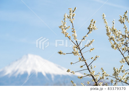 【岩本山公園】見頃の梅と富士山 【岩本山公園】見頃の梅と富士山 83379370