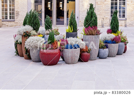 Thuja and heather plants in colored pots on street composition to decorate city in fall season 83380026