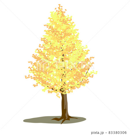 秋の黄色く紅葉したイチョウの木 83380306