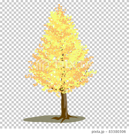 秋の黄色く紅葉したイチョウの木 83380306