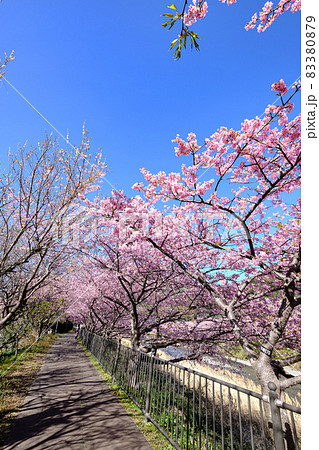 春イメージ 河津桜 春イメージ 河津桜 83380879