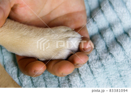 Dog paw and male hand. Concept of friendship, trust, love, help between the person and a dog Dog paw and male hand. Concept of friendship, trust, love, help between the person and a dog 83381094